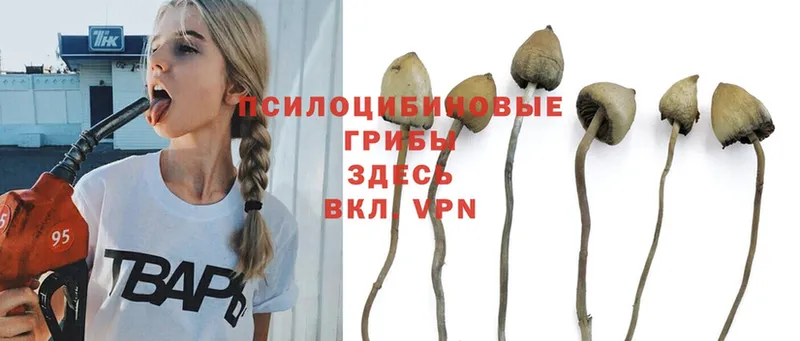 Псилоцибиновые грибы Magic Shrooms  купить наркотик  Уржум 